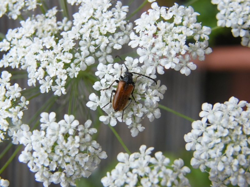 Pseudovadonia livida (Cerambycidae)